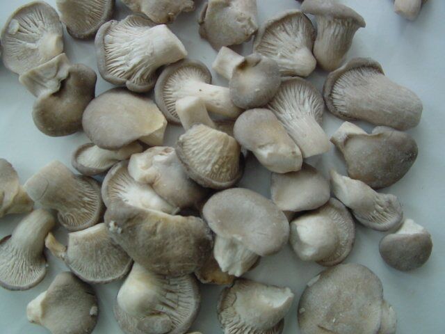 IQF BABY PLEUROTUS OSTREATUS