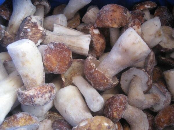 frozen_boletus_edulis (1)