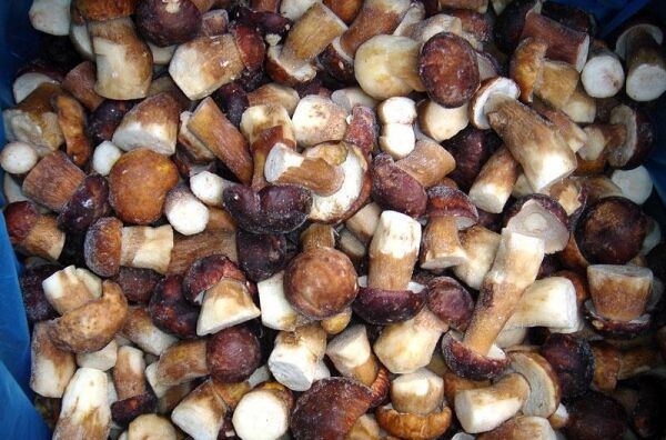 frozen_boletus_edulis