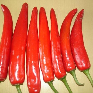 red chili-1-qpr