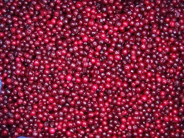 Lingonberry1